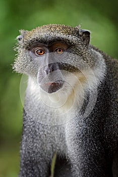 Blue monkey - Cercopithecus mitis