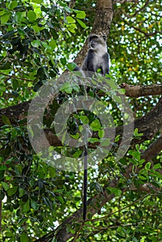 Blue monkey - Cercopithecus mitis