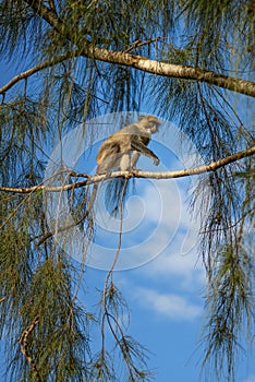 Blue monkey - Cercopithecus mitis