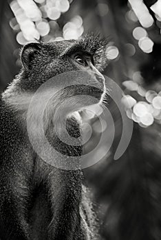 Blue monkey - Cercopithecus mitis