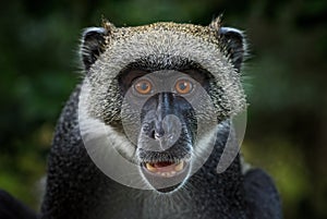 Blue monkey - Cercopithecus mitis