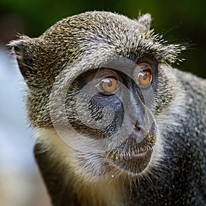 Blue monkey - Cercopithecus mitis
