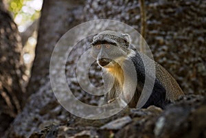 Blue monkey - Cercopithecus mitis