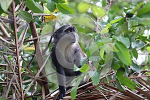 Blue monkey Cercopithecus mitis in Jozani rainforest Zanzibar