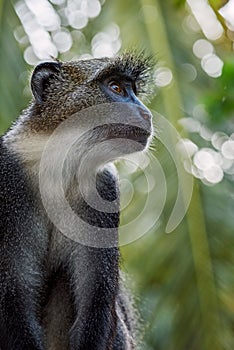 Blue Monkey - Cercopithecus mitis, Kenya, Africa