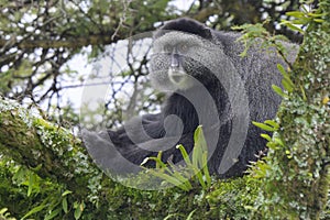 blue monkey (Cercopithecus mitis) in a tree, Mount Elgon National Park, Kenya