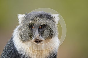 Blue Monkey: Close-Up of Sykes' Monkey (Cercopithecus mitis albogularis)