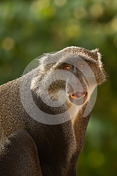 The blue monkey or diademed monkey (Cercopithecus mitis) portrait of an adult male