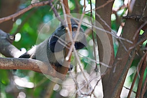 Blue monkey diademed monkey Cercopithecus mitis Portrait Species of Old World monke