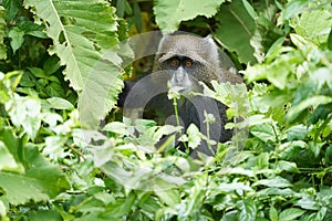 Blue monkey diademed monkey Cercopithecus mitis Portrait Species of Old World monke