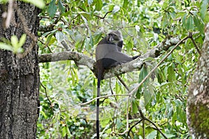 Blue monkey diademed monkey Cercopithecus mitis Portrait Species of Old World monke