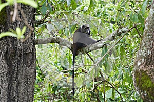 Blue monkey diademed monkey Cercopithecus mitis Portrait Species of Old World monke