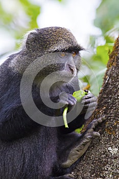 Blue monkey eating in the tree