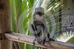 Blue monkey in Kenya near diani beach coast. Cercopithecus mitis.