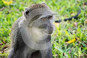 Blue monkey in Kenya near diani beach coast. Cercopithecus mitis.