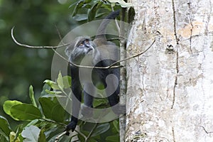 Blue monkey sitting near the trunk of a large tree