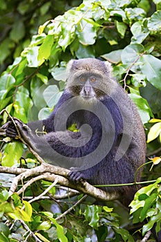 Blue monkey sitting in tree