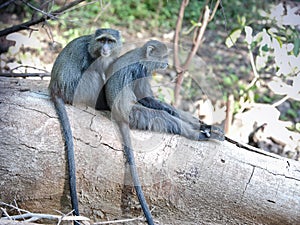 Blue Monkeys