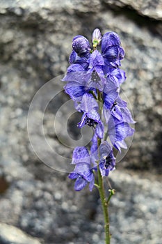 Blue monkshood flower on meadow in austrian alps