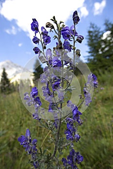 Blue monkshood in front of mountain Zugspitze, Bavaria