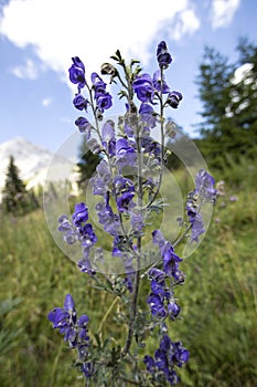 Blue monkshood in front of mountain Zugspitze, Bavaria