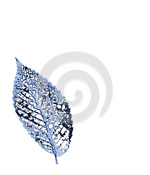 Blue monochrome decayed elm leaf vein structure