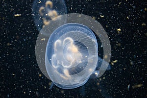 Blue Moon Jellyfish