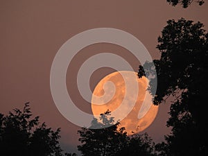 Blue Mega Moon dips behind tree line at dawn photo