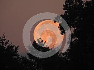Blue August Supermoon setting behind tree line at dawn photo