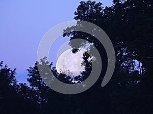 Blue Moon setting behind trees in blue dawn sky photo