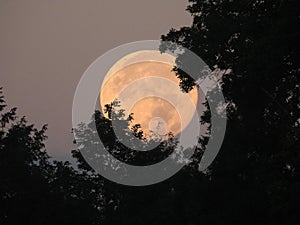 Mega Blue Moon early morning behind treeline photo