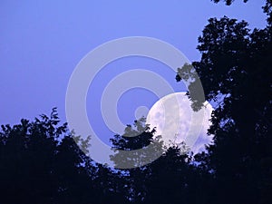 August Blue Super Mega Moon sets behind trees photo