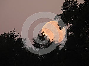Blue Mega Moon sets behind trees in pink dawn sunrise sky photo