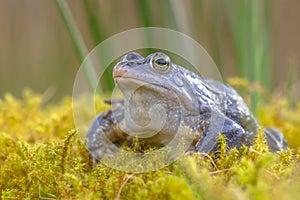 Blue Moor frog