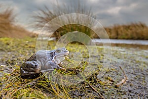 Blue Moor frog in breeding habitat