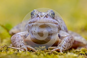 Blue Moor frog frontal view