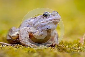 Blue Moor frog looking in camera