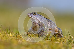 Blue Moor frog looking up