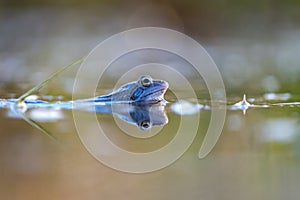 blue moor frog Rana arvalis along with the surface of the pond and blurry backgroung