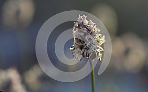 Blue moor-grass, Sesleria caeluria flower head photo