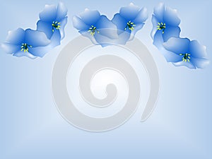 Blue Morning Glories