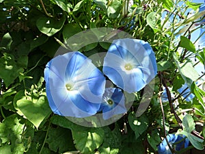 Blue Morning glories in full bloom