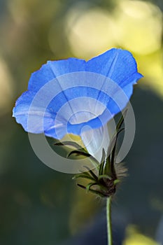 Blue Morning Glory bloom