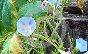 Blue Morning Glory flower