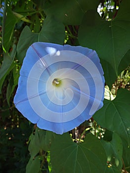 Blue morning glory flower in bloom in shade of late morning in spring season