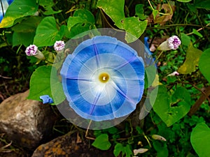 Blue Morning Glory flower in a park photo