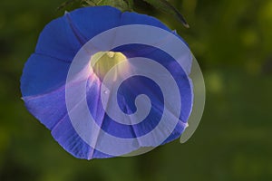 Blue morning glory flower in close up portrait