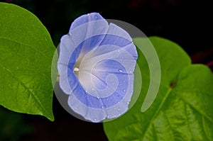 Blue morning glory flower with dew drops and green leaves