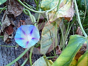 Blue Morning Glory flower with green and dry leaves