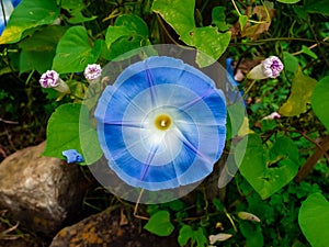 Blue Morning Glory flower in a park